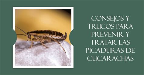 Picaduras de cucaracha síntomas tratamiento y prevención