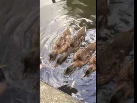 Feeding the ducklings – Why Evolution Is True