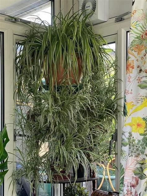 Best Ideas To Grow Spider Plant Vertically Balcony Garden Web