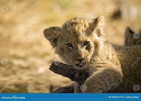 Cute Lion Cub Resting In The African Savannah This Is One Of The Big