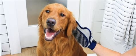 5 Tips To Survive Dog Shedding Season Four Paws