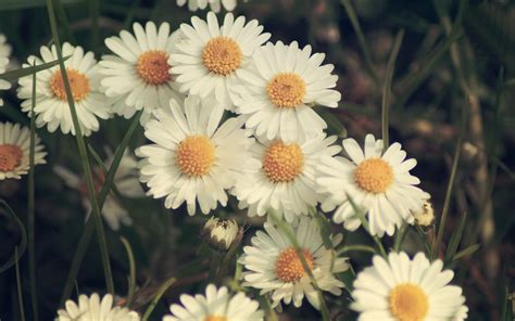 Vintage Daisy Desktop Wallpapers Wallpaper Cave