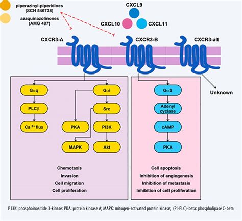 Effective Treatments For Bladder Cancer Affecting Cxcl9cxcl10cxcl11