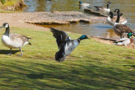 Kingsbury Water Park | Natureflip