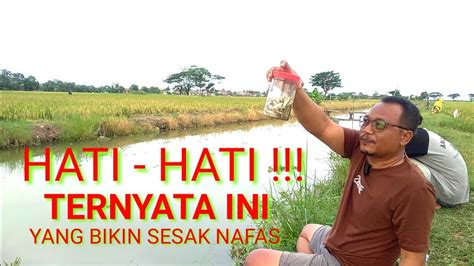 NANGIS MANCING DISINI STRIKE TANPA HENTI MANCING IKAN WADER MICRO