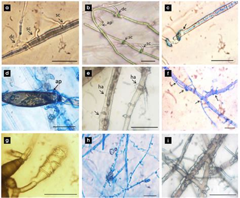 Fusarium Head Blight In Organic Cereal Crops Top Crop Managertop Crop