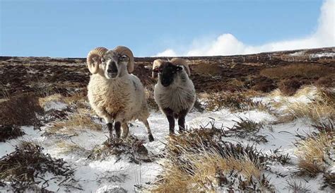 The Boreray Sheep Of Orkney (Excerpt, "The Lost Flock") - Hobby Farms