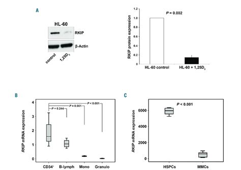 Raf Kinase Inhibitor Protein Rkip Expression Is Low In Cells