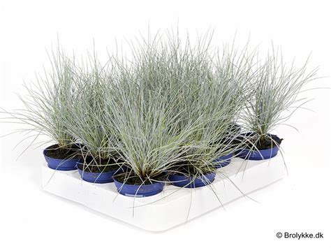 Festuca glauca — Plant Wholesale FlorAccess