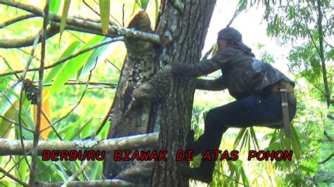 Berburu Biawak Di Atas Pohon Sampe Harus Dipanjat Youtube