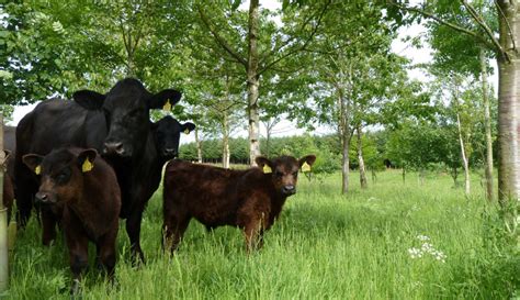 Agroforestry for livestock systems – Agroforestry training resources