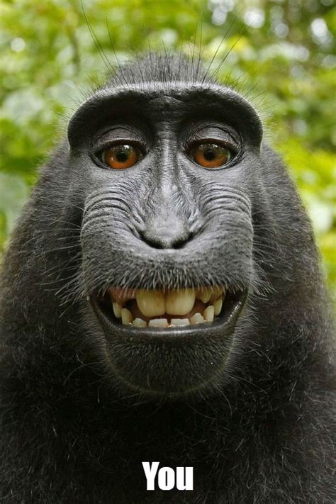 Monkey Smiling Meme