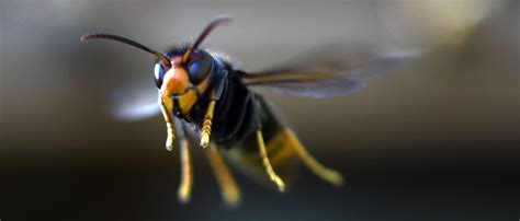 Asian Hornet Cousin Of Infamous Murder Hornet Found In United States For First Time Ever The