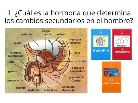 QUIZ Aparato Reproductor Masculino Cuestionario