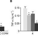 A Effect of CORM 3 NAC CORM and NAC at 100 μM on the inhibition of NO