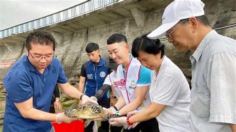 釣到一隻擱淺玳瑁！海龜救傷站悉心照顧12天 基隆動保所成功野放牠 生活 Ctwant