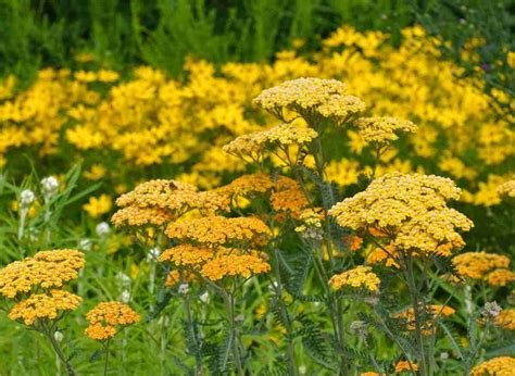 How To Use Yarrow As Companion Plants For Your Garden | Plants Heaven