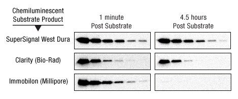 ECL Western Blot Substrates Thermo Fisher Scientific JP