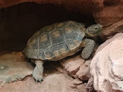 Over 16k Comment On Utah Highway Set For Desert Tortoise Habitat Kutv