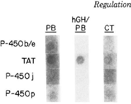 Figure 3 From Regulation Of Cytochrome P 450b E And P 450p Gene