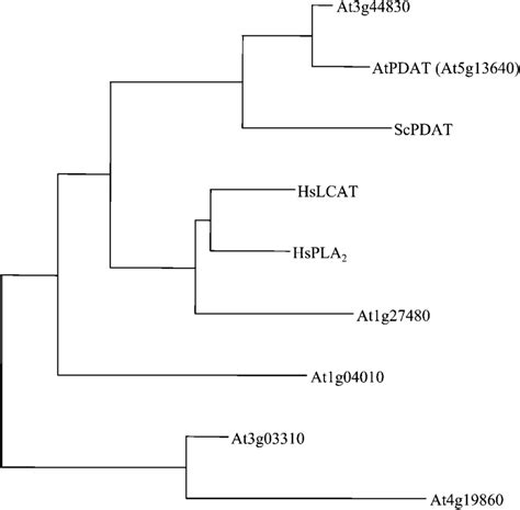 Evolutionary Dendrogram Showing The Six Arabidopsis Pdat Lcat Homologs Download Scientific