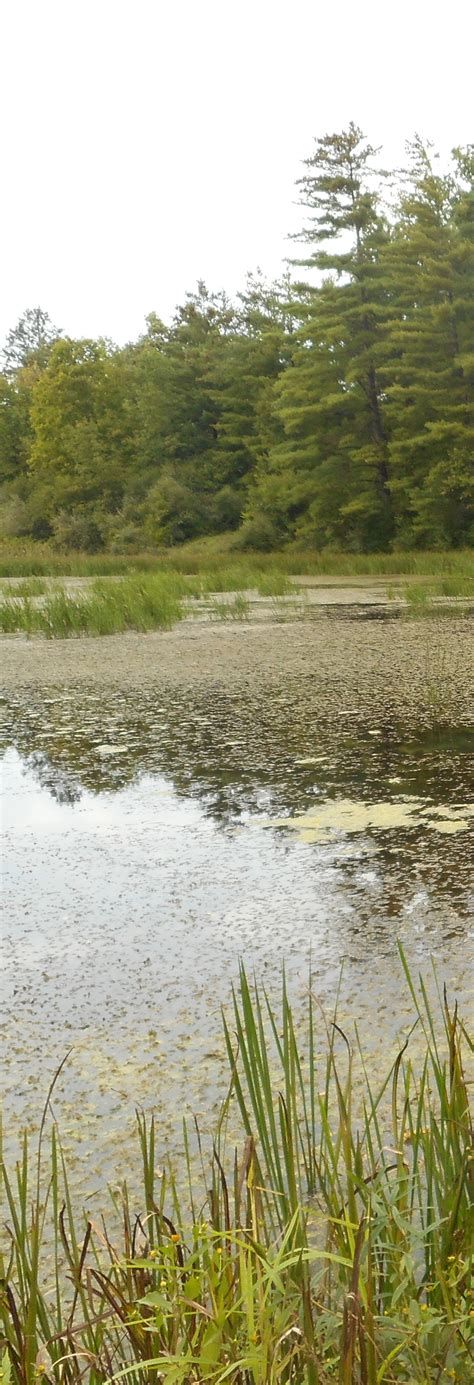 Wetlands & Climate Change