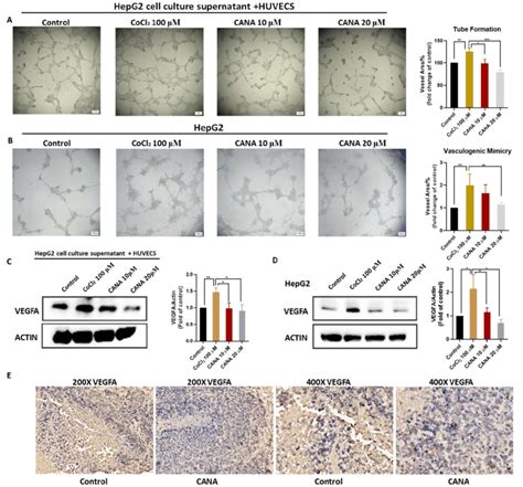 Cana Inhibited Hypoxia Induced Angiogenesis Hepg2 Cells Were Cultured