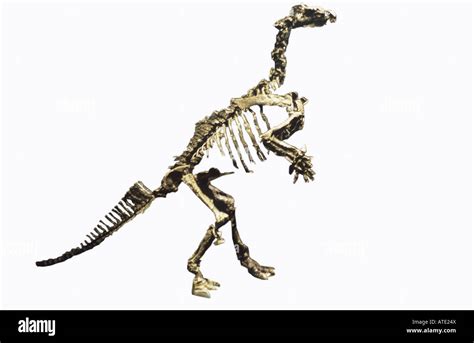 Iguanodon Bernissartensis Fossil Of Dinosaur Stock Photo Alamy