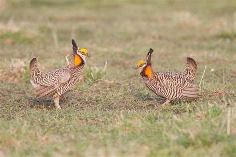 Quick Facts About the Truly Amazing Greater Prairie Chicken