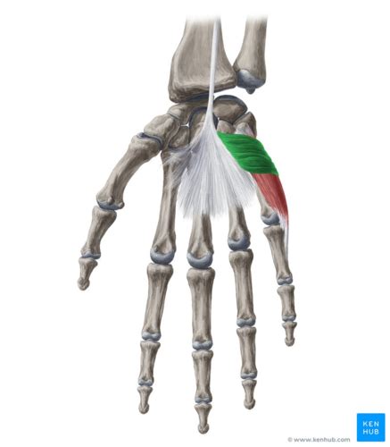 Oiai Palm And Intrinsic Muscles Of The Hand Flashcards Quizlet