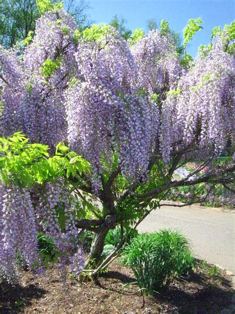 Purple Weeping Willow Photograph by WanderBird Photographi | Pixels