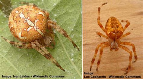 15 Types Of Orange Spiders With Pictures Identification Guide