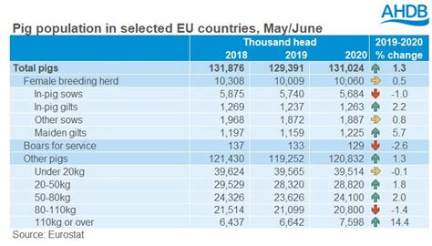 Eu Pig Population Rises Pig World