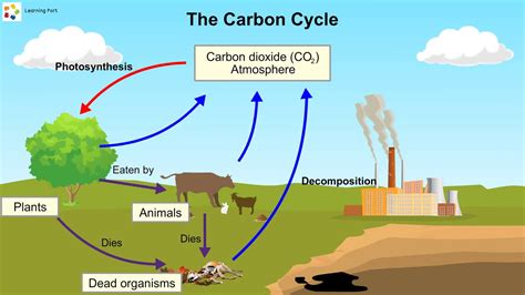 Carbon Cycle and Oxygen Cycle - YouTube