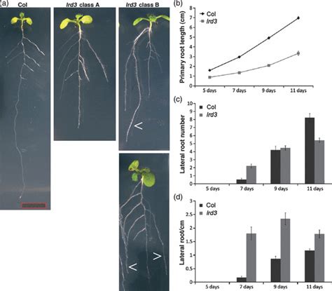 Dro1 Influences Root System Architecture In Arabidopsis And