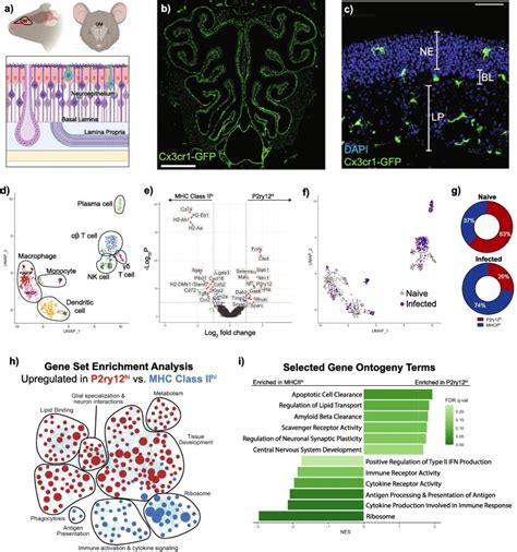 Distinct Olfactory Mucosal Macrophage Populations Mediate Neuronal