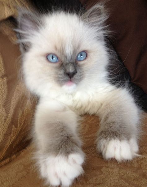 Daisy Blue Blue Point Ragdoll Kitten Cute Cats Pretty Cats