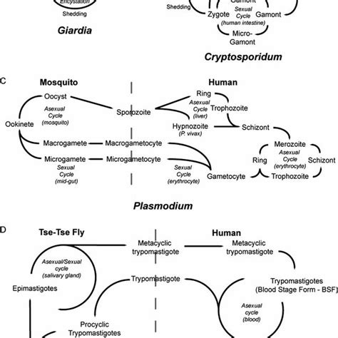 Protozoan Parasite Life Cycles Schematic Representation Of The Life Download Scientific