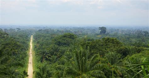 Saving The Congolese Rainforest A Pioneering New Initiative The