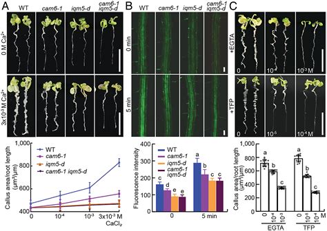 The Calcium Signaling Module Camiqm Destabilizes Iaaarf Interaction