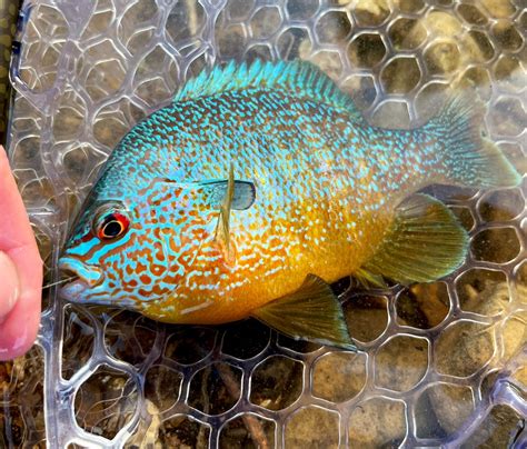 Femboyfishing On Twitter Caught A Really Pretty Longear Sunfish