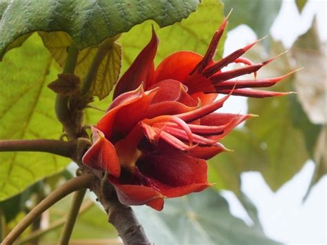 Plantfiles Pictures Chiranthodendron Species Devil S Hand Mexican