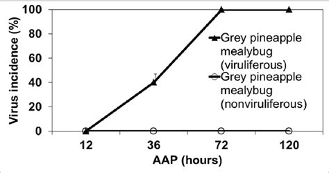 Figure 1 From Transmission Characteristics Of Pineapple Mealybug Wilt