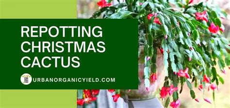 Repotting Christmas Cactus When And How To Transplant Christmas Cactus