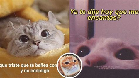 5 Memes De Amor Y Gatitos Graciosos Para Mi Novio Petlife