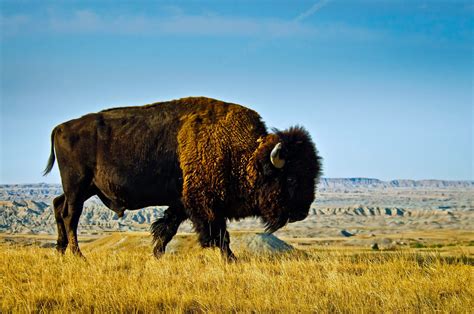 What Animals Are Endangered In The Badlands National Park?