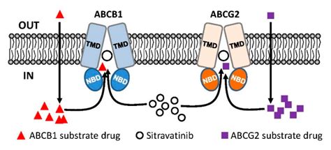 Cancers Free Full Text Sitravatinib Sensitizes Abcb1 And Abcg2