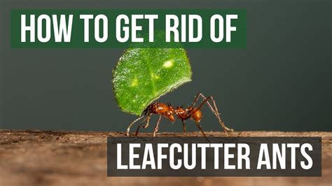 How To Get Rid Of Leafcutter Ants 4 Easy Steps YouTube