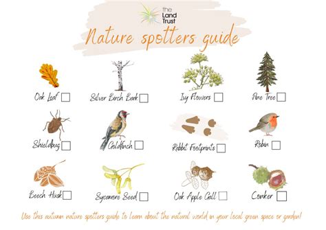 Autumn Nature Spotters Guide The Land Trust