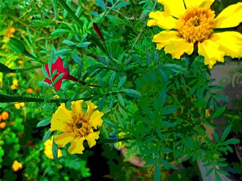 Marigold And Cypress Vine Blossoms Photograph By Padre Art Fine Art